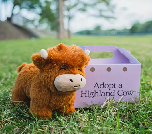 Adopt a highland cow